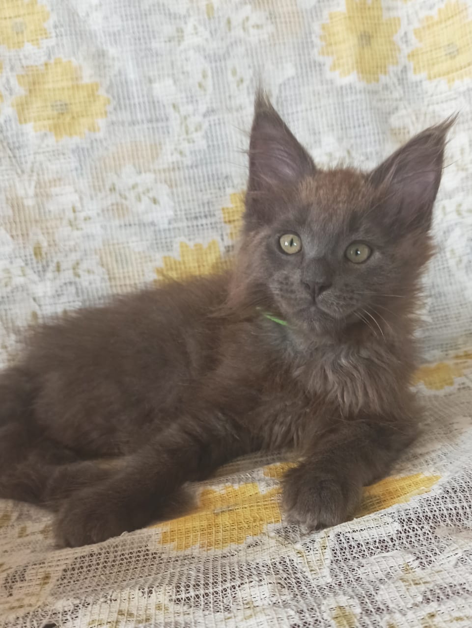 Лежу на занавесочке