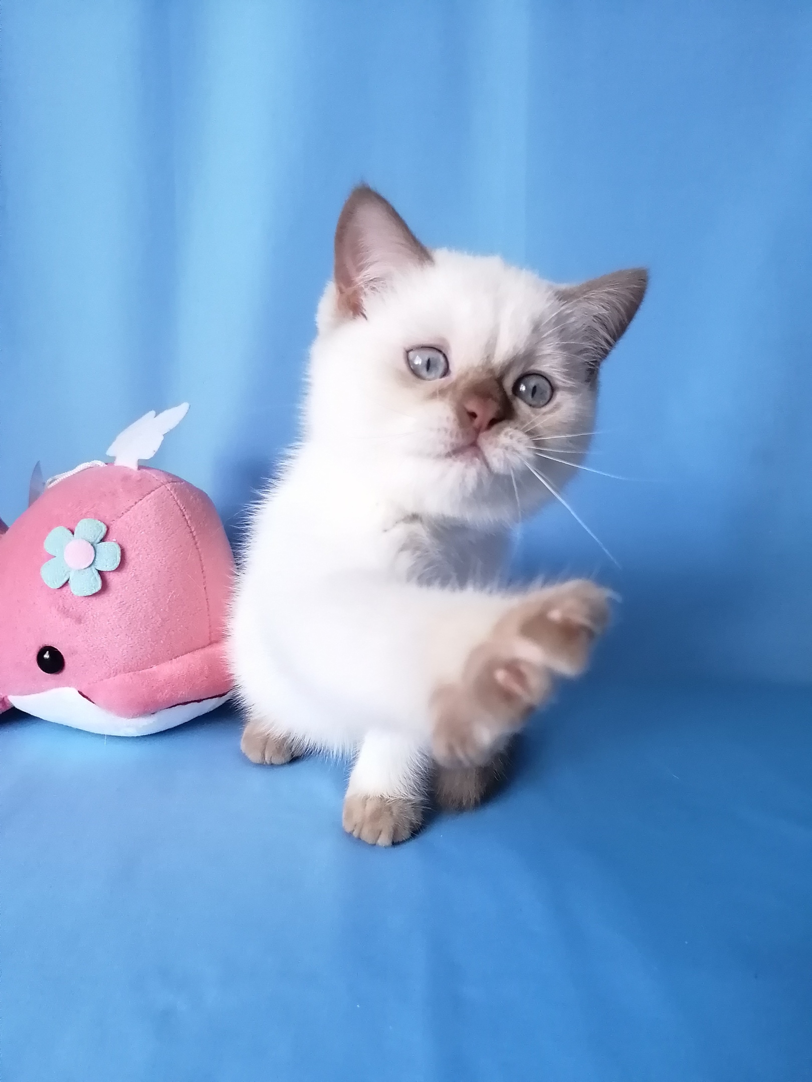 Давайте ещё игрушку