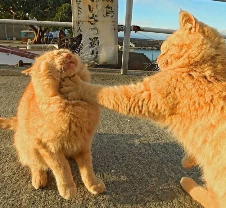 Что, ты там мяукнул