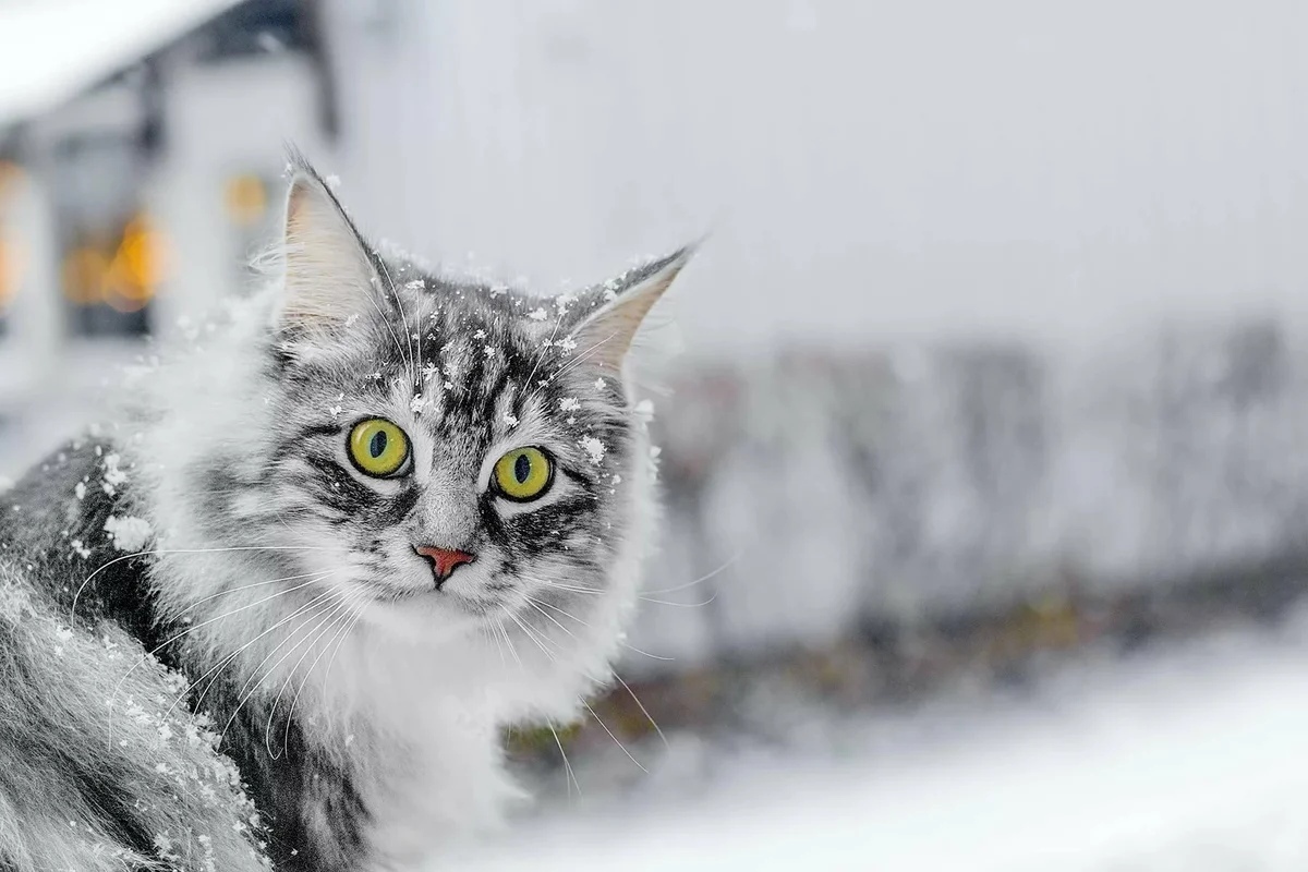 Снежный гуляка