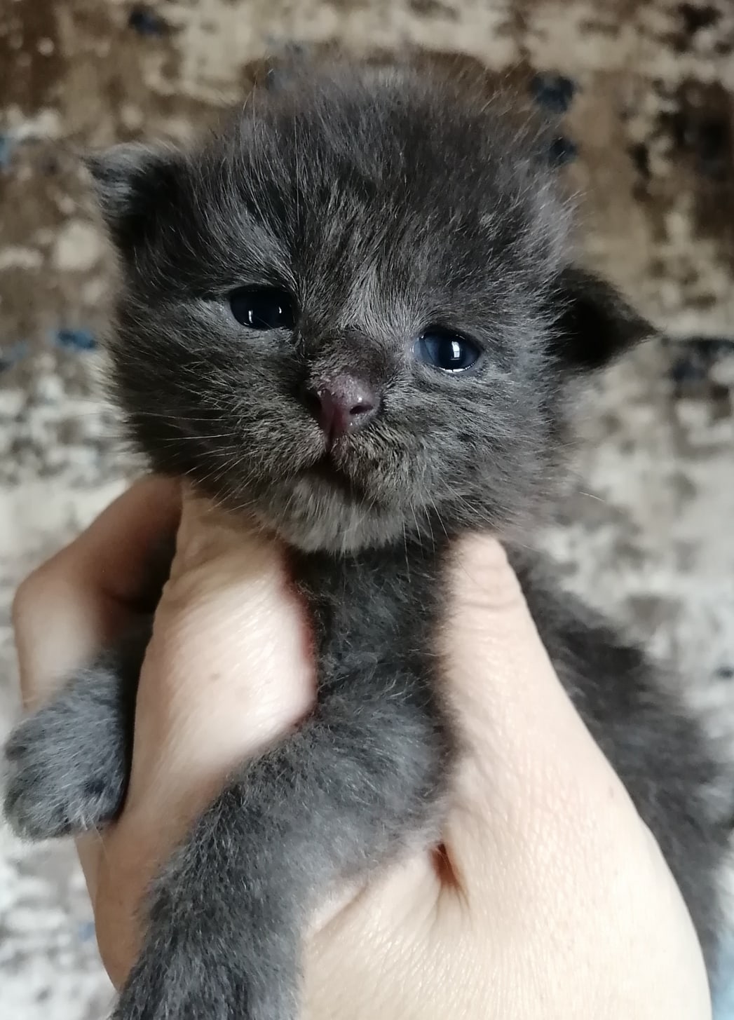 Счастье в ладони