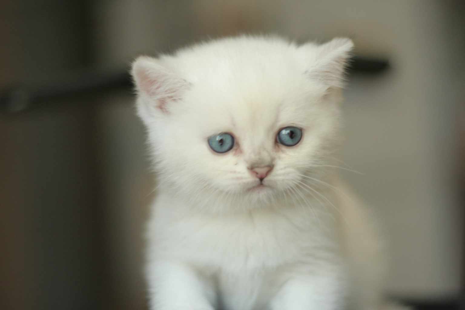 Чем сегодня будете удивлять