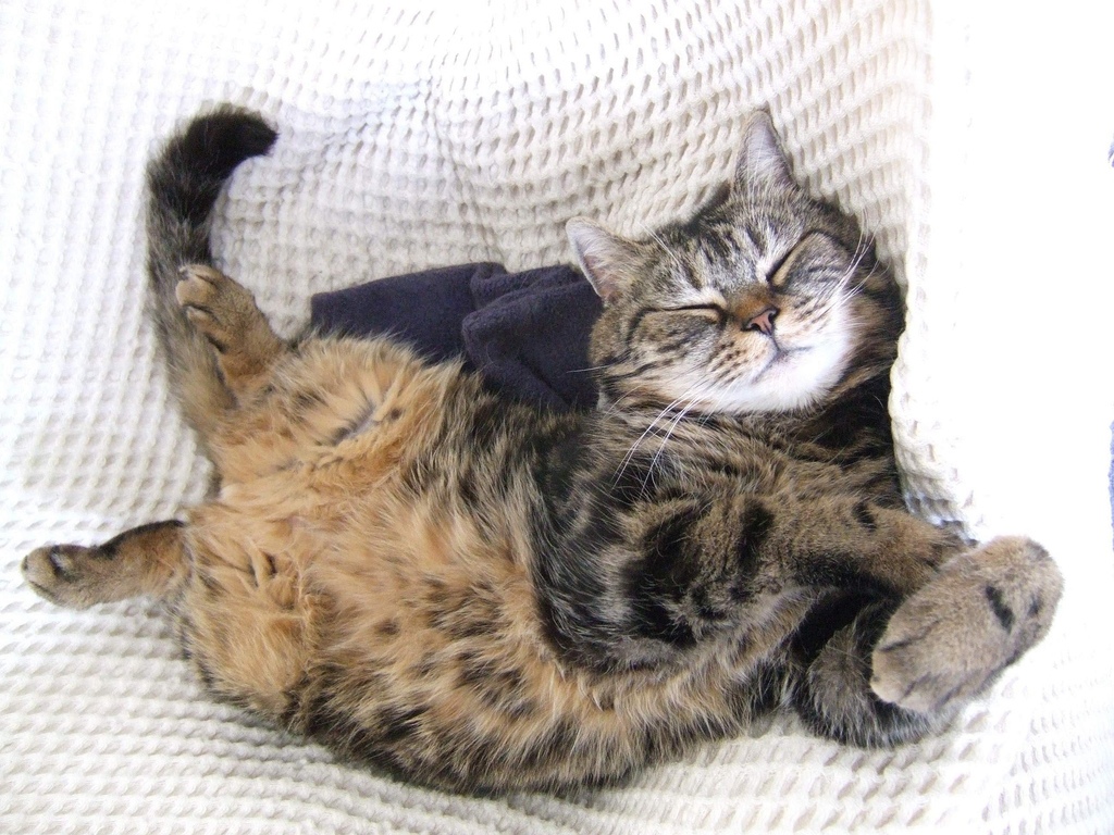 Кручусь, верчусь, сплю как хочу