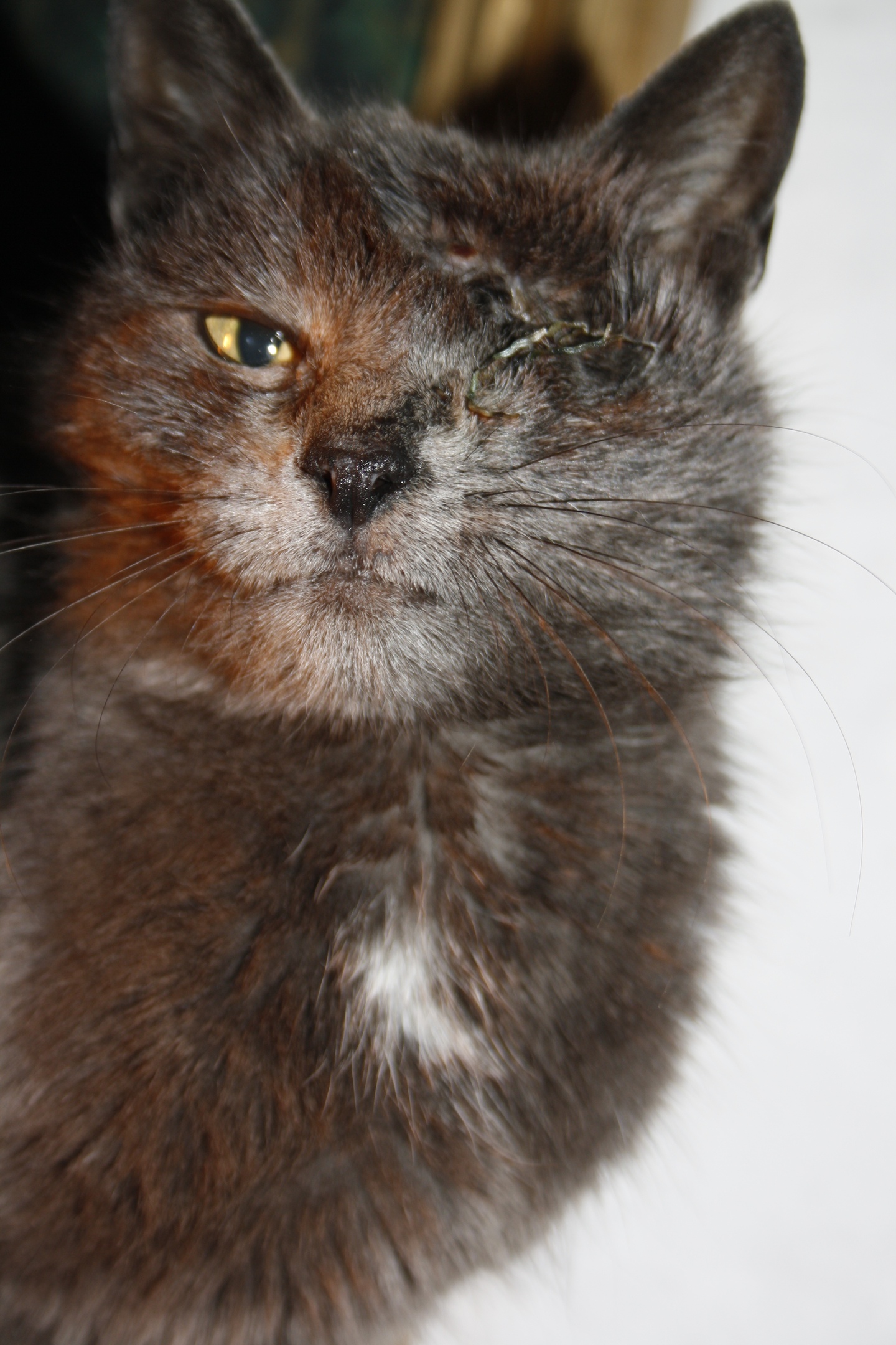 Кошечка без глазика