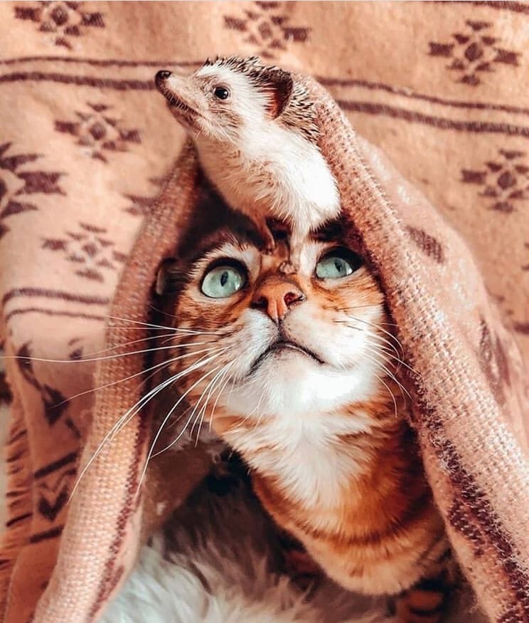 Кот с ёжиком