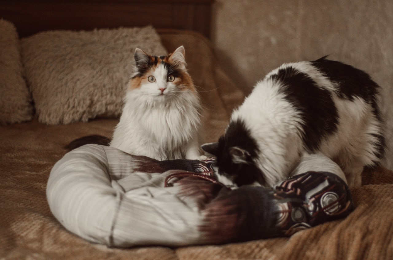 Приготовление ко сну