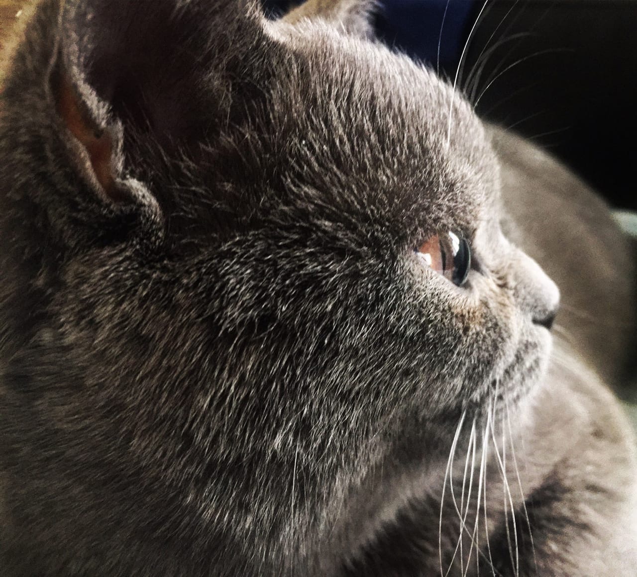 Я обиделась