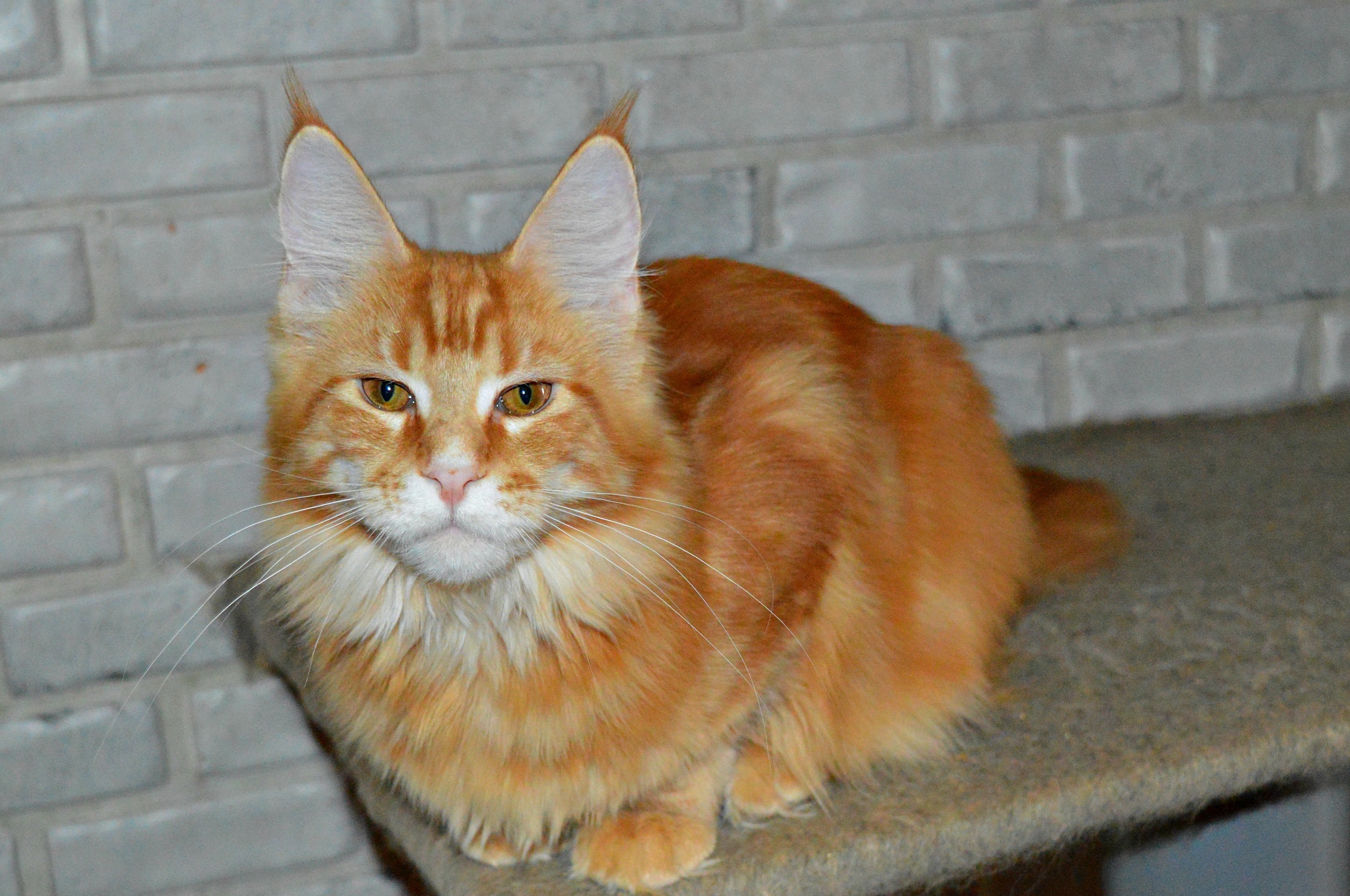 Вам нравятся мои усы