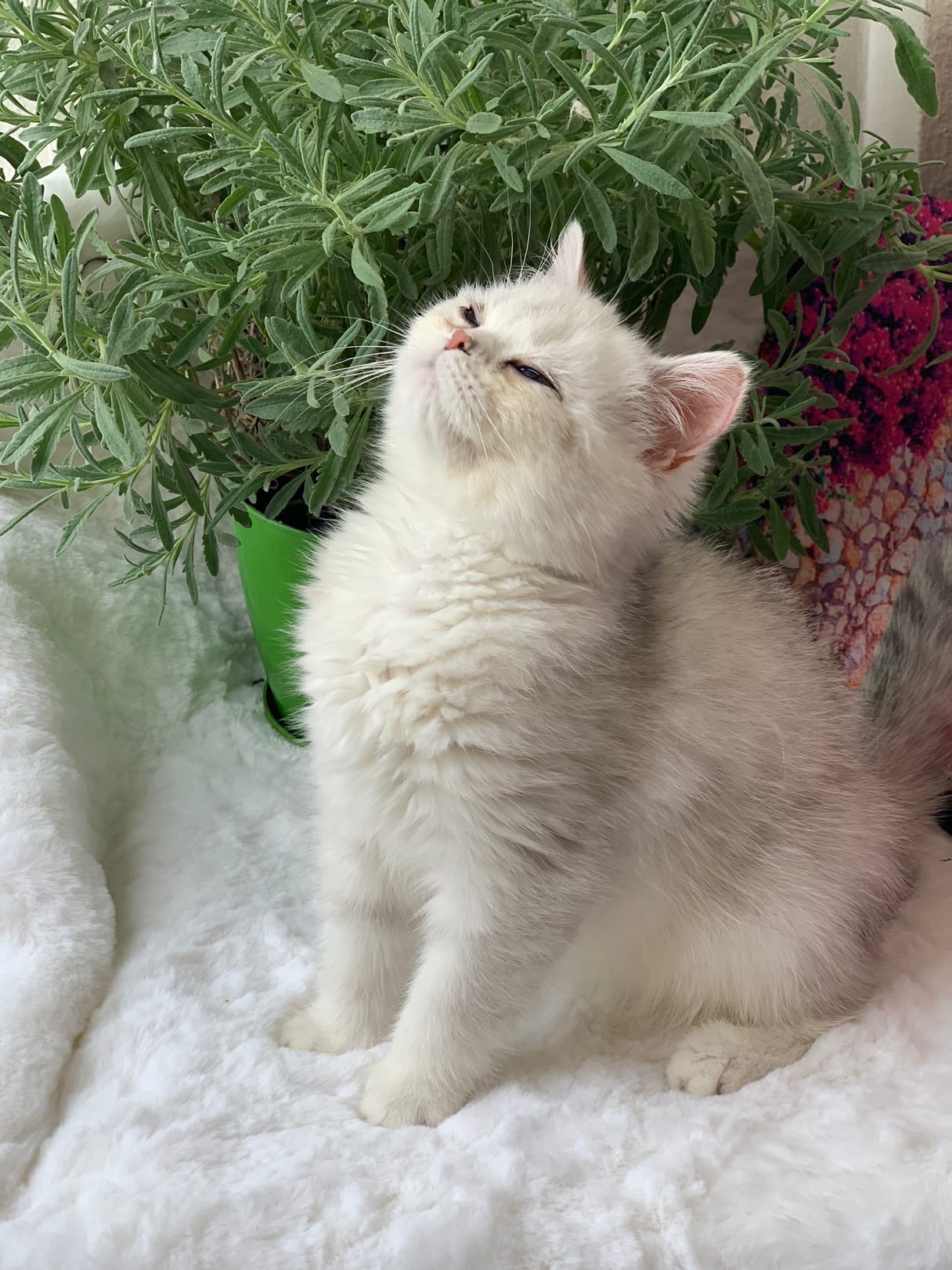 Маленький задавака