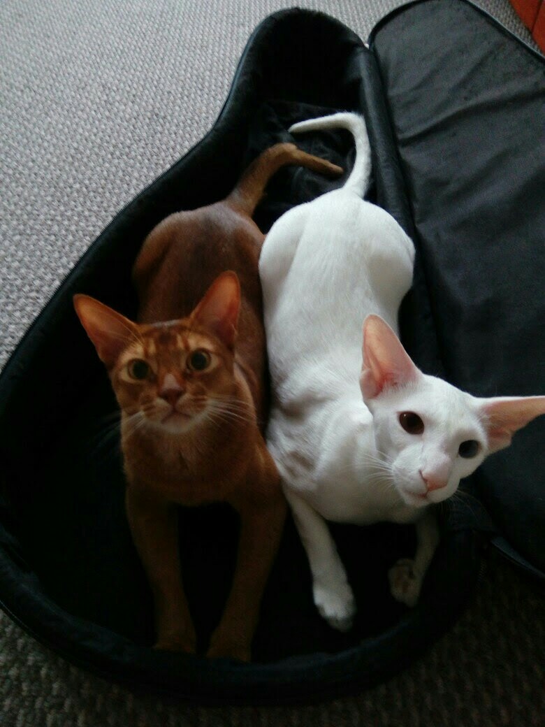 Мы вместо гитары