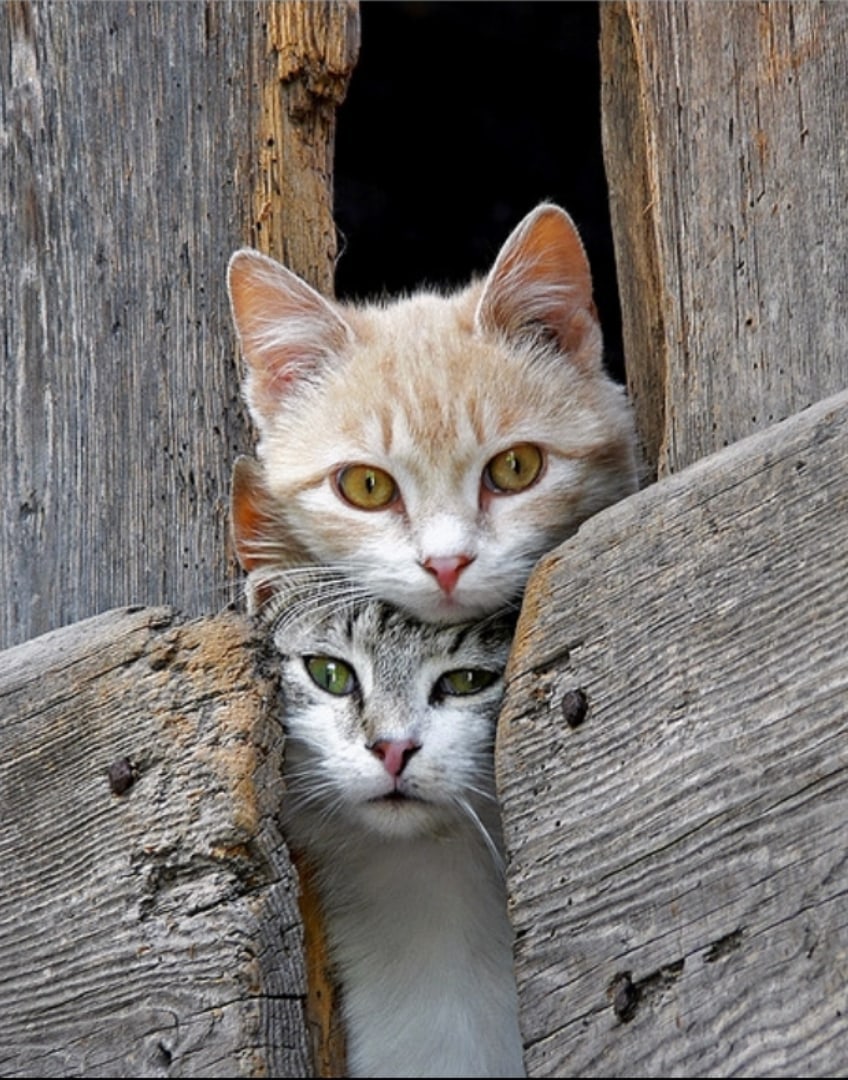 Любопытная парочка