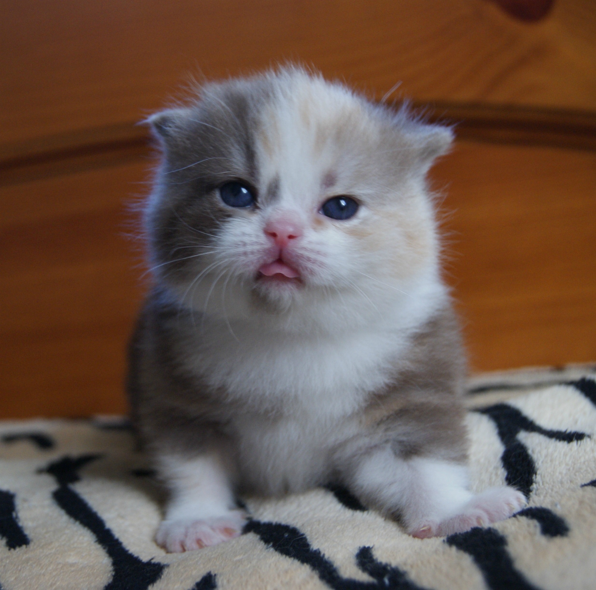 Язычок сам высунулся, честное мяучье