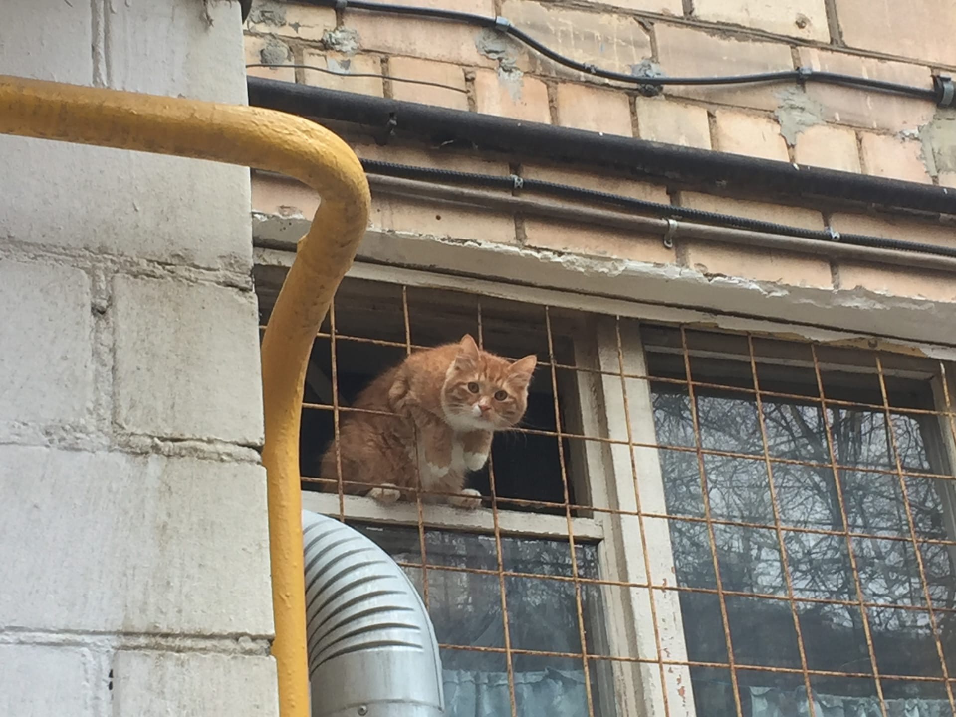 Сижу за решёткой