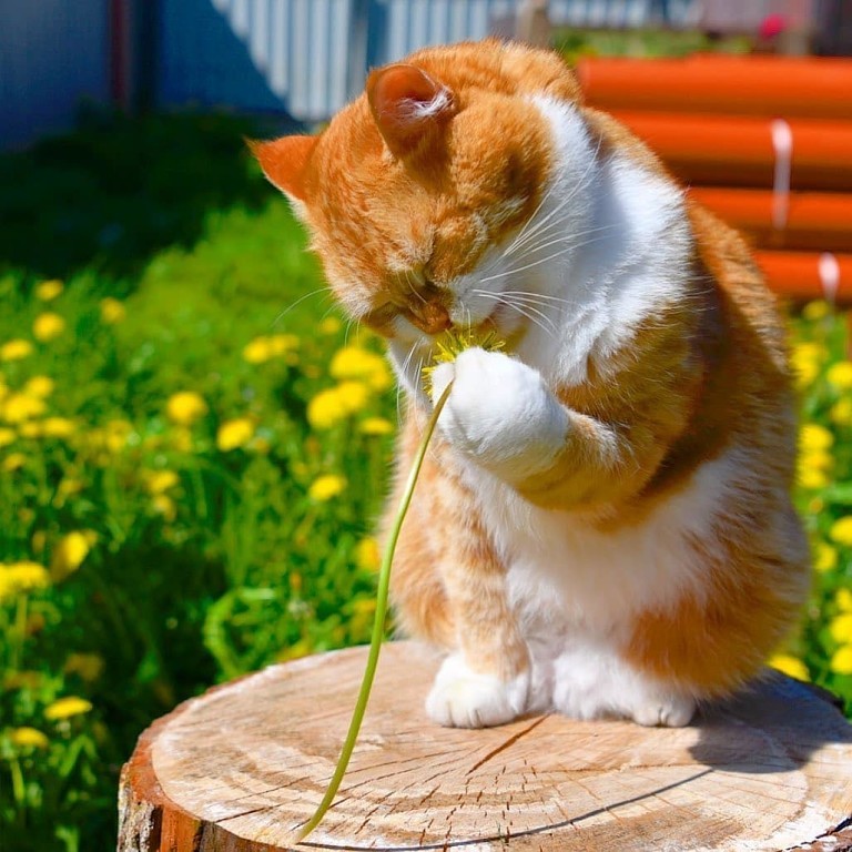 Усатый любитель одуванчиков