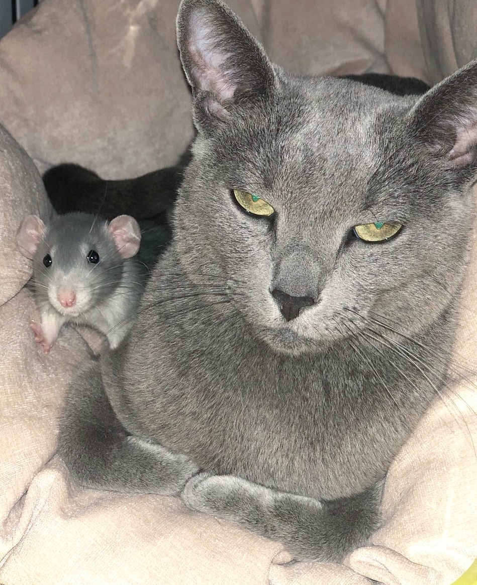 Дымка с мышонком