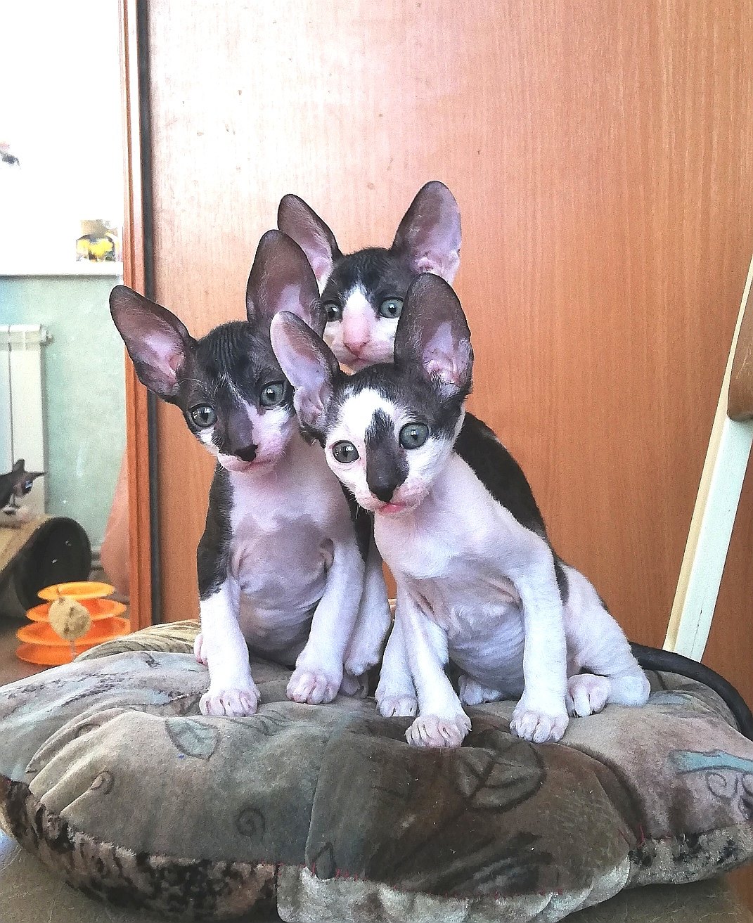 Ушастая троица