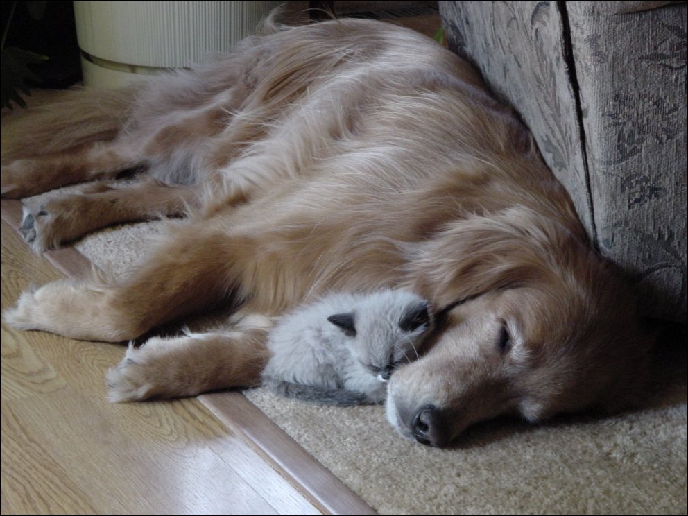 Хороший друг лучше новых двух