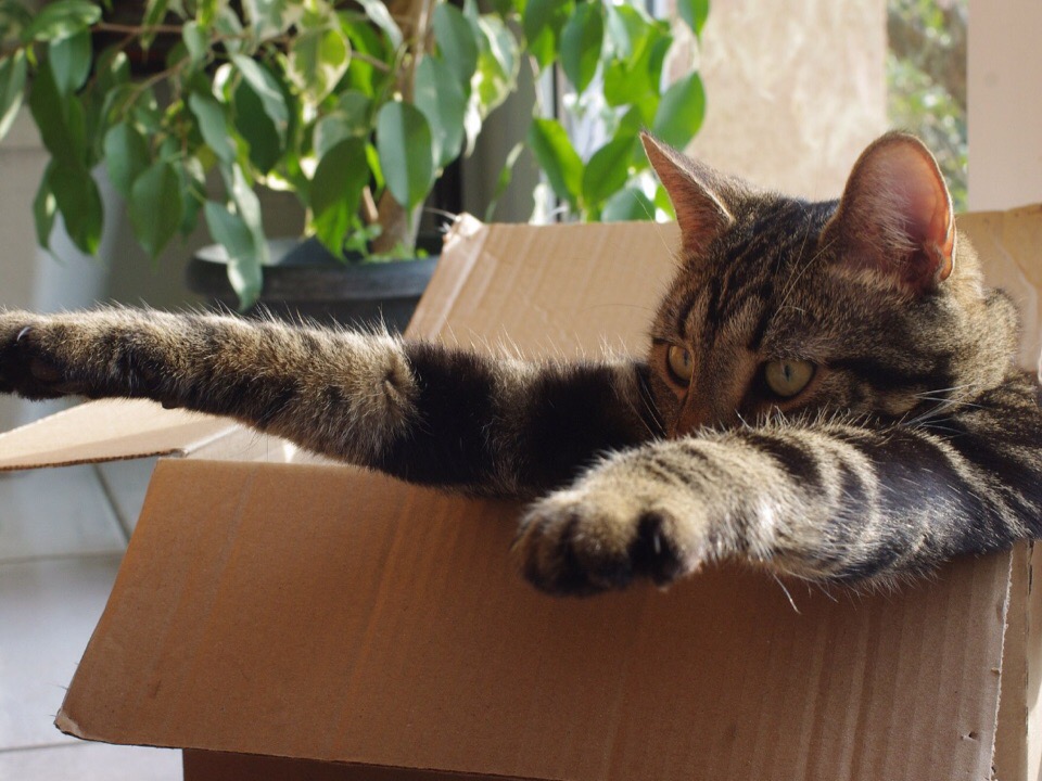 Освободите дорогу, я еду