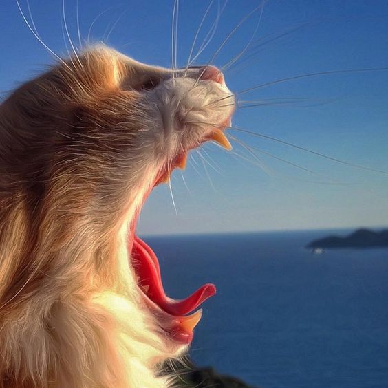 Море, я к тебе приехал