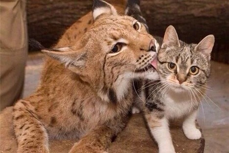 С таким другом ничего не страшно