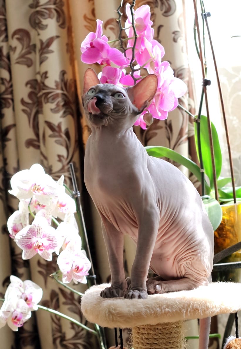 От аромата орхидей слюньки текут