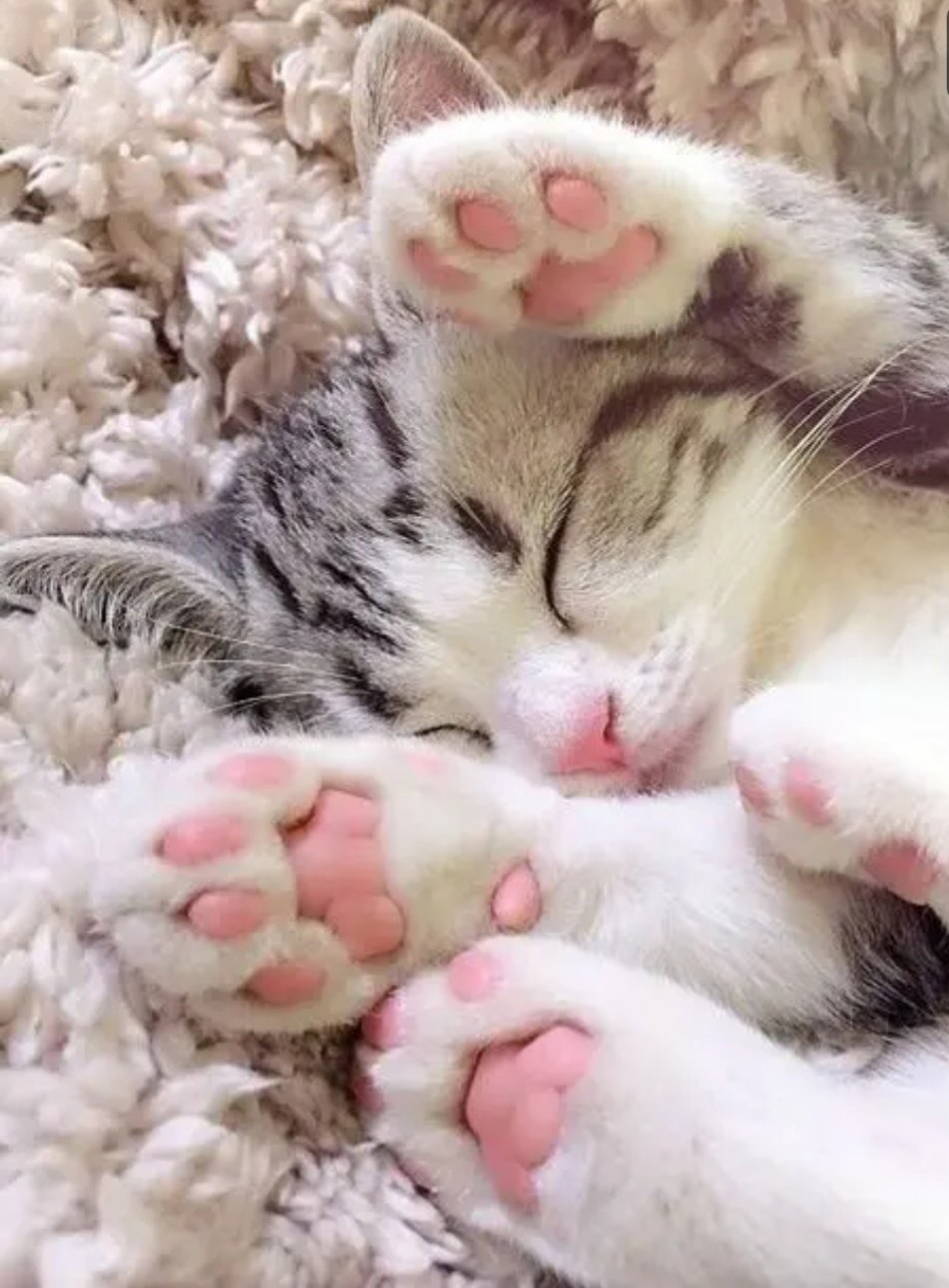 Лапатуль сдался в плен сновидениям