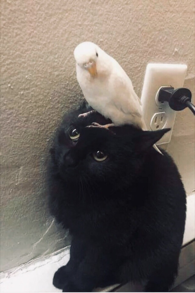 Слезь с меня, ябеда