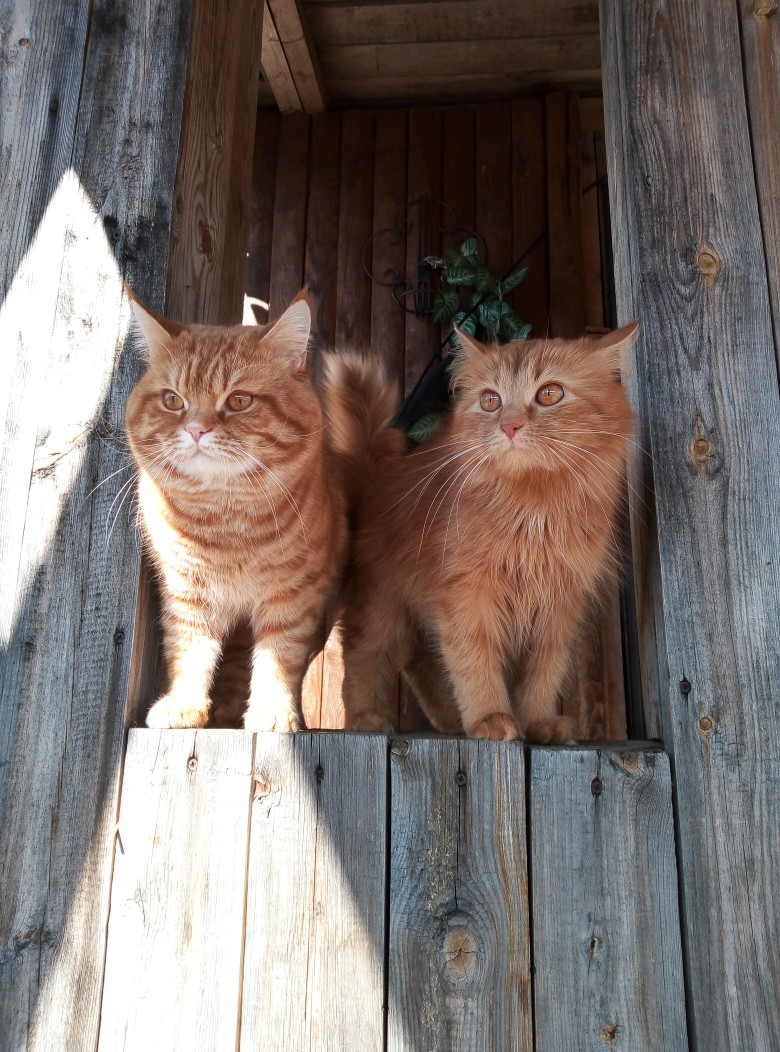 Чужого не пропустим