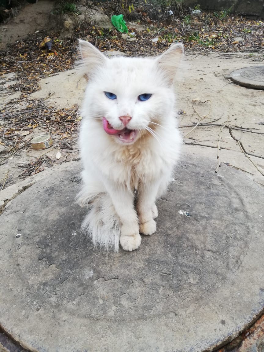 Спасибо, что покормили