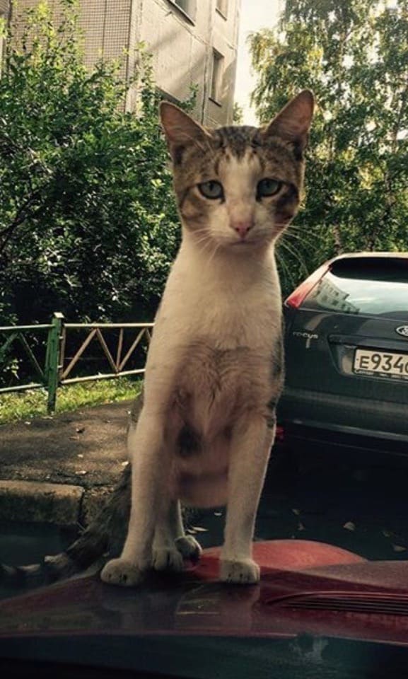 Возьмите меня к себе жить