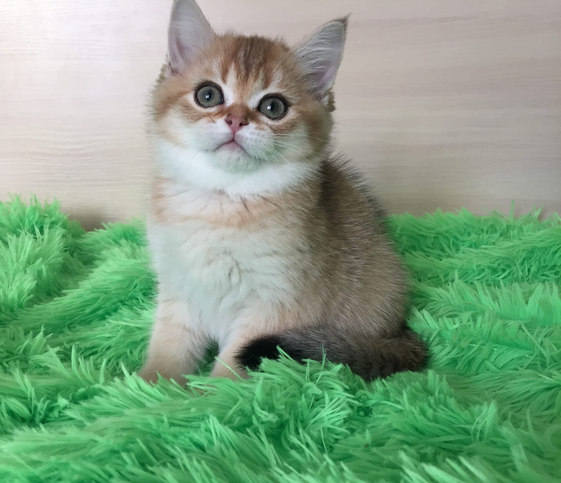 Кто со мной валяться на пледе