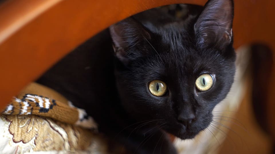 Что Вы там делаете, я тоже хочу поучаствовать