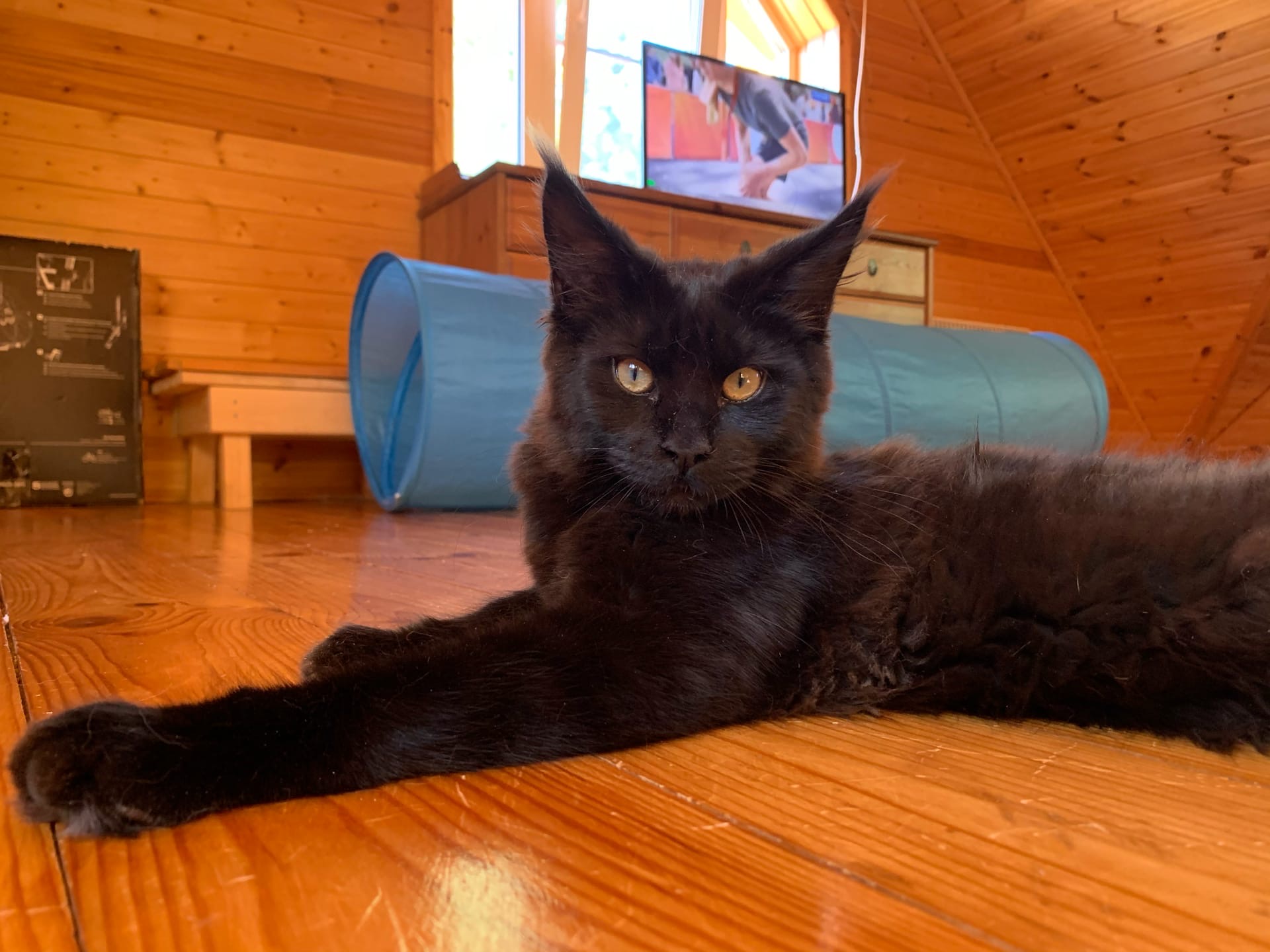 Хозяин собственной комнаты