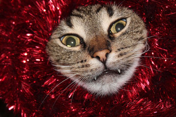 Отпустите меня, не хочу я такого праздника