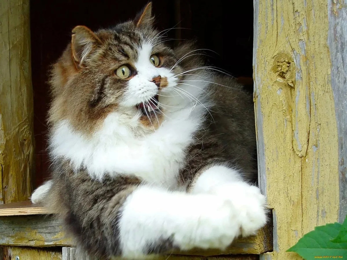 Никого нет дома