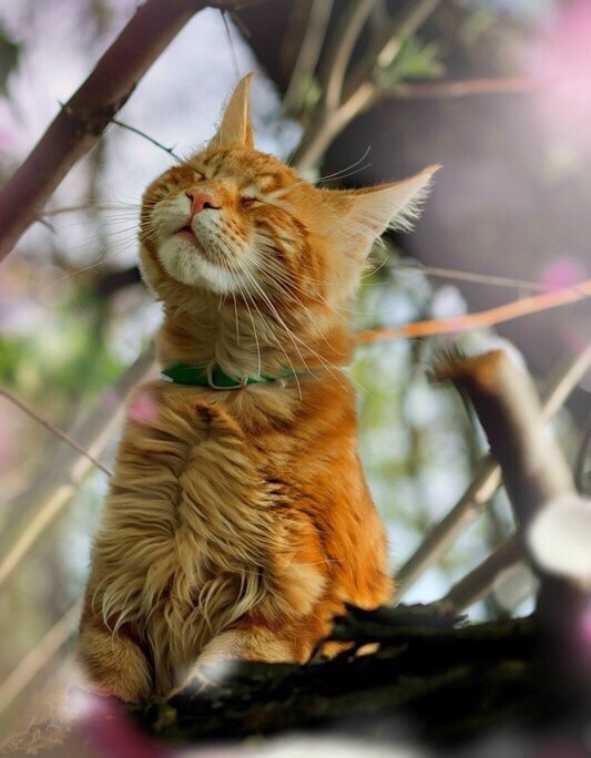 Весной запахло