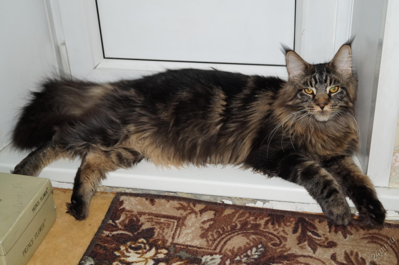 Никуда не пущу