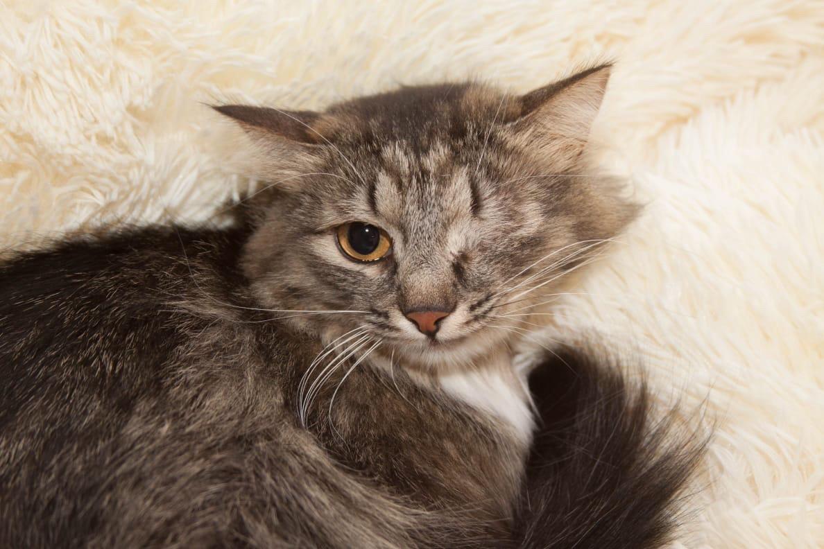 Лапочка Плюша