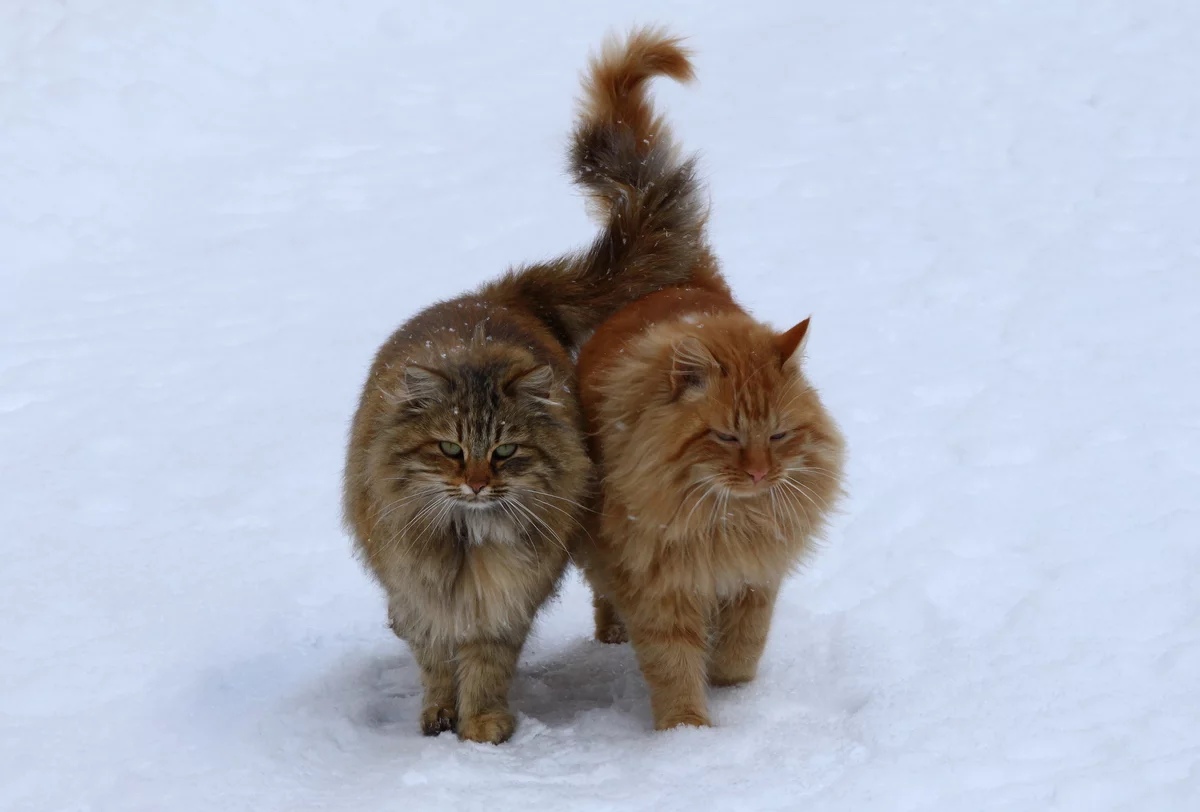 Не прогулка, а удовольствие