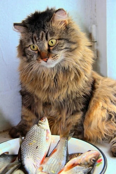 А щуки не было