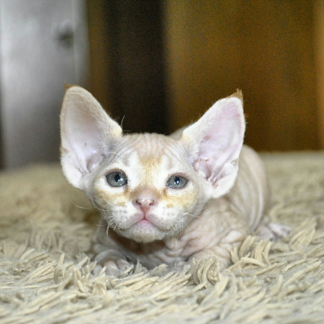 Зачем меня разбудили