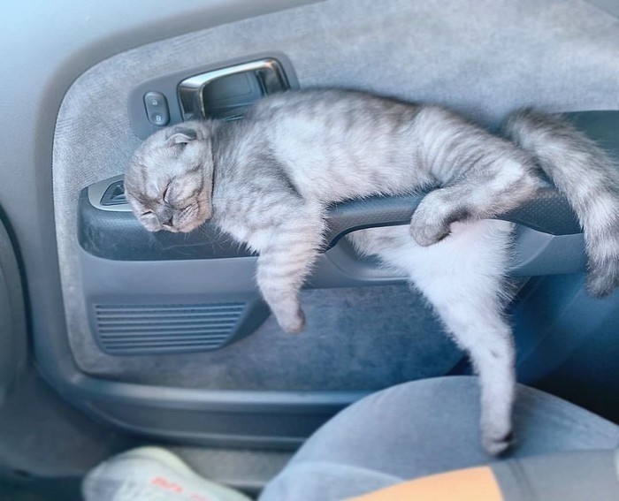 Хозяин гони, а я посплю