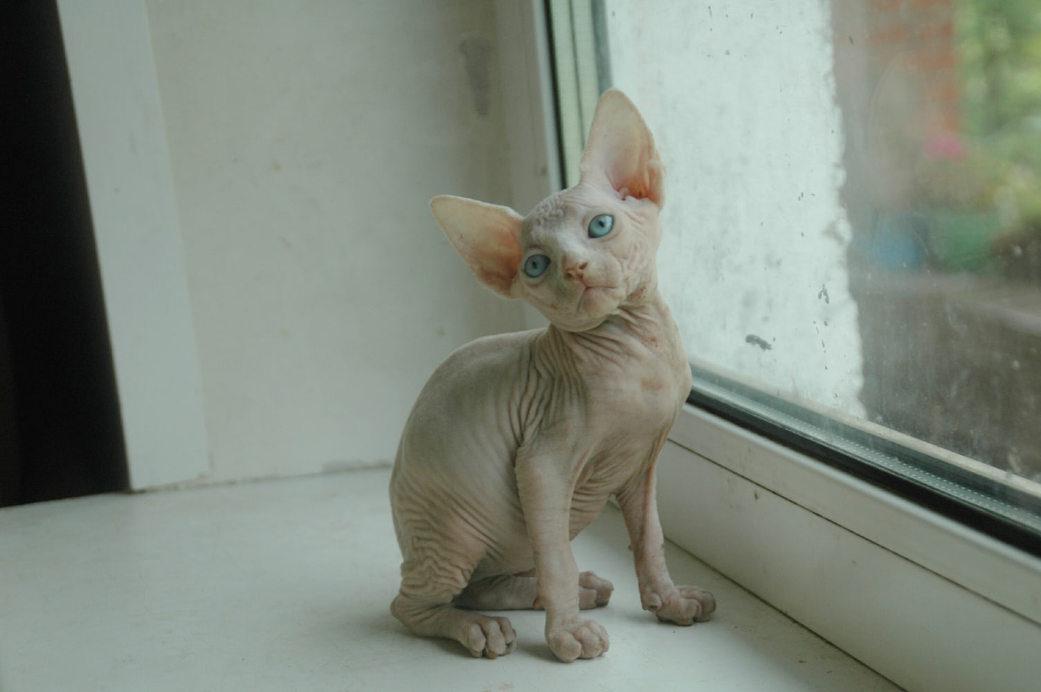 Как зиму пережить без тёплой шёрстки