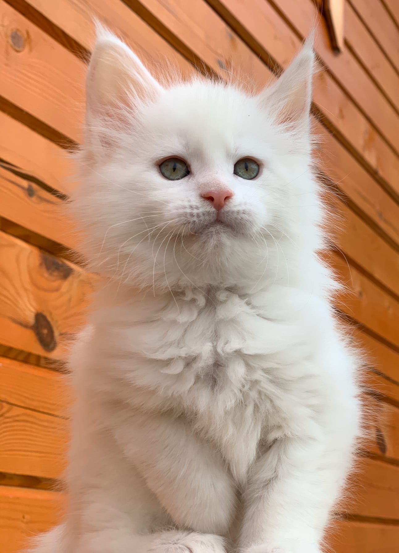 Я на улице гуляю, лапку поджимаю