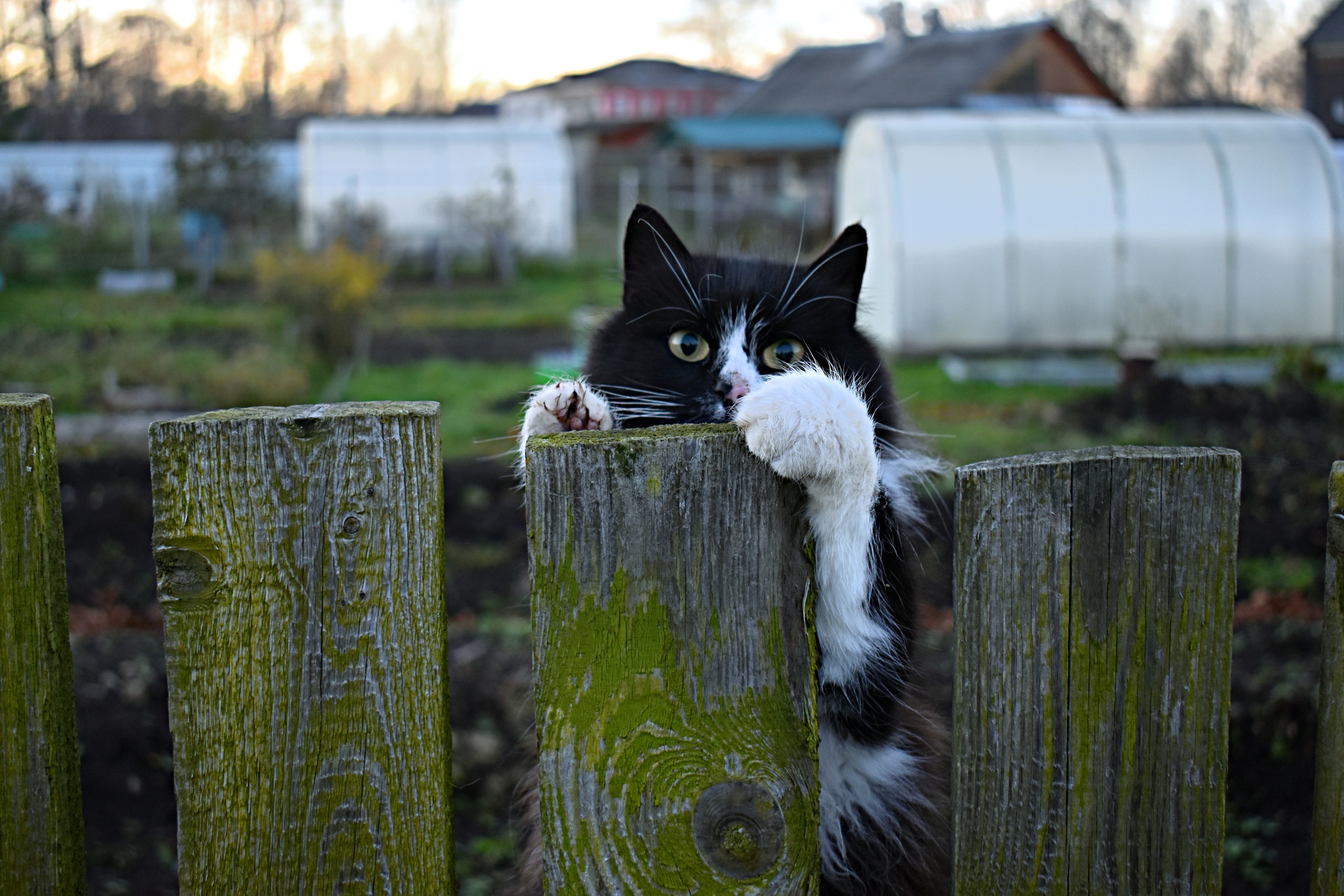 У меня тут огород, теплица