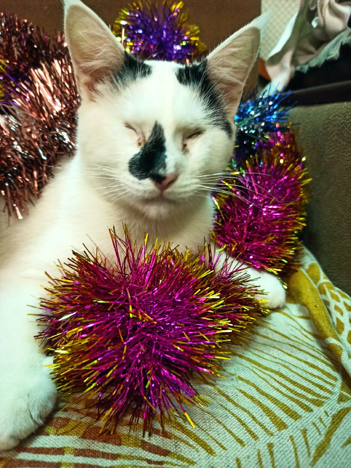 Слепышка нашла дом