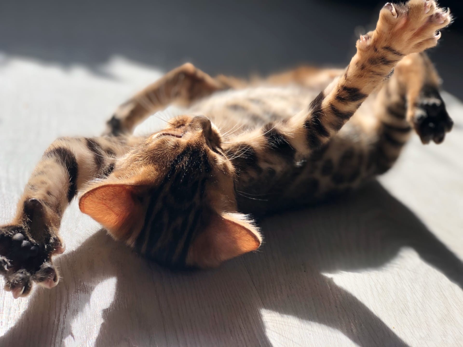 Солнышко ловлю