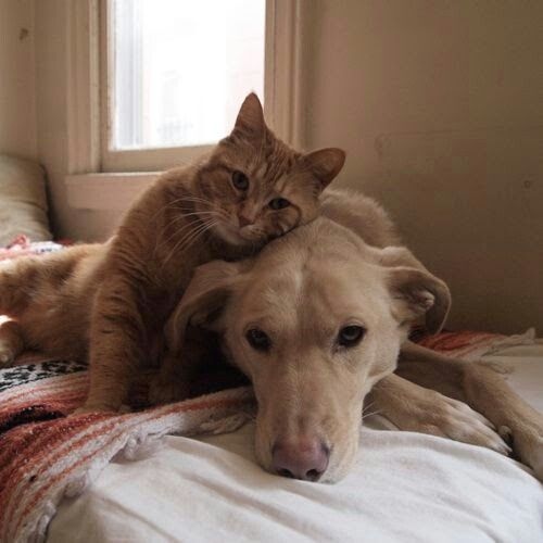 Я свою собаку не отдам никому