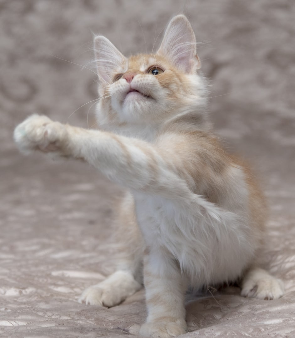 Айда, баловаться