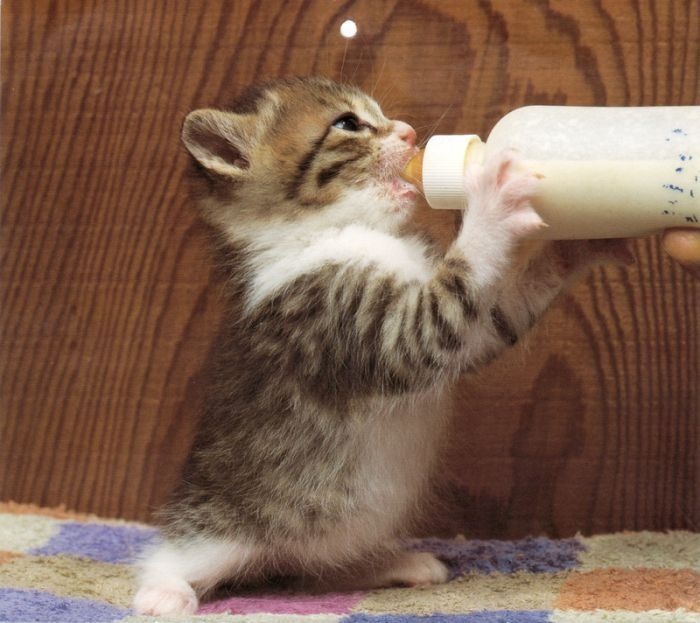 Готовьте следующую порцию, эта заканчивается